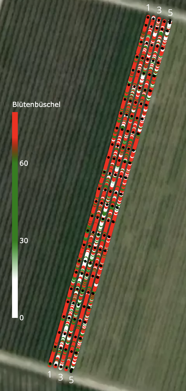 Karte: Blütenstärke pro Baum