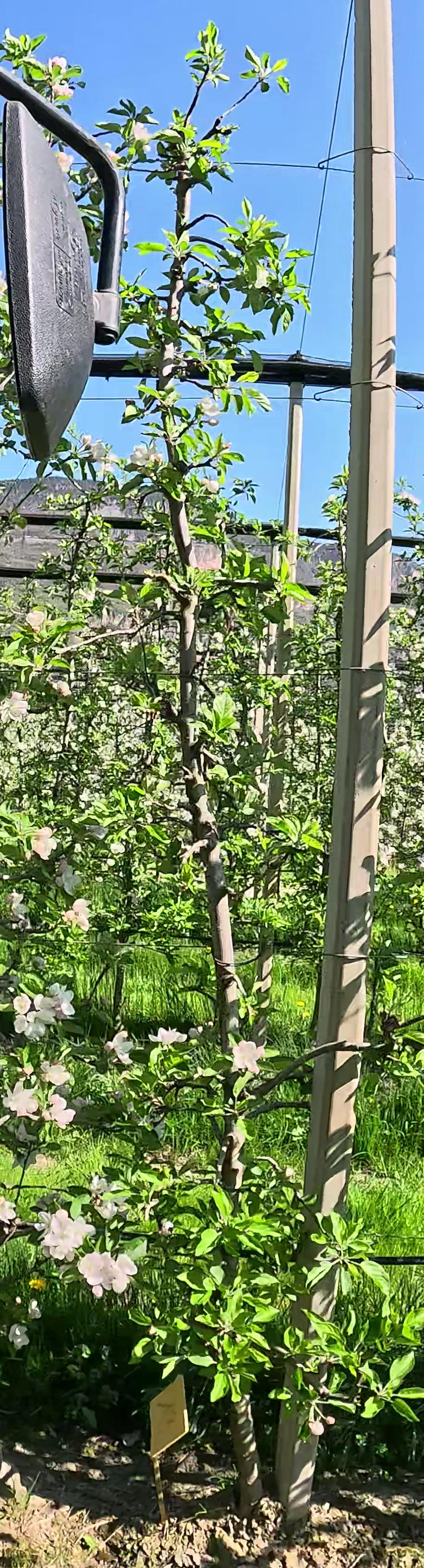 Beispielbaum mit schwacher Blüte (22 Blütenbüschel)