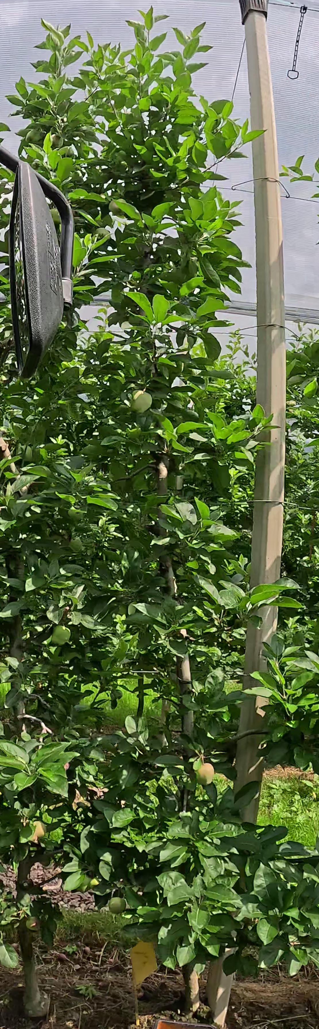 Beispielbaum mit 27 Früchten