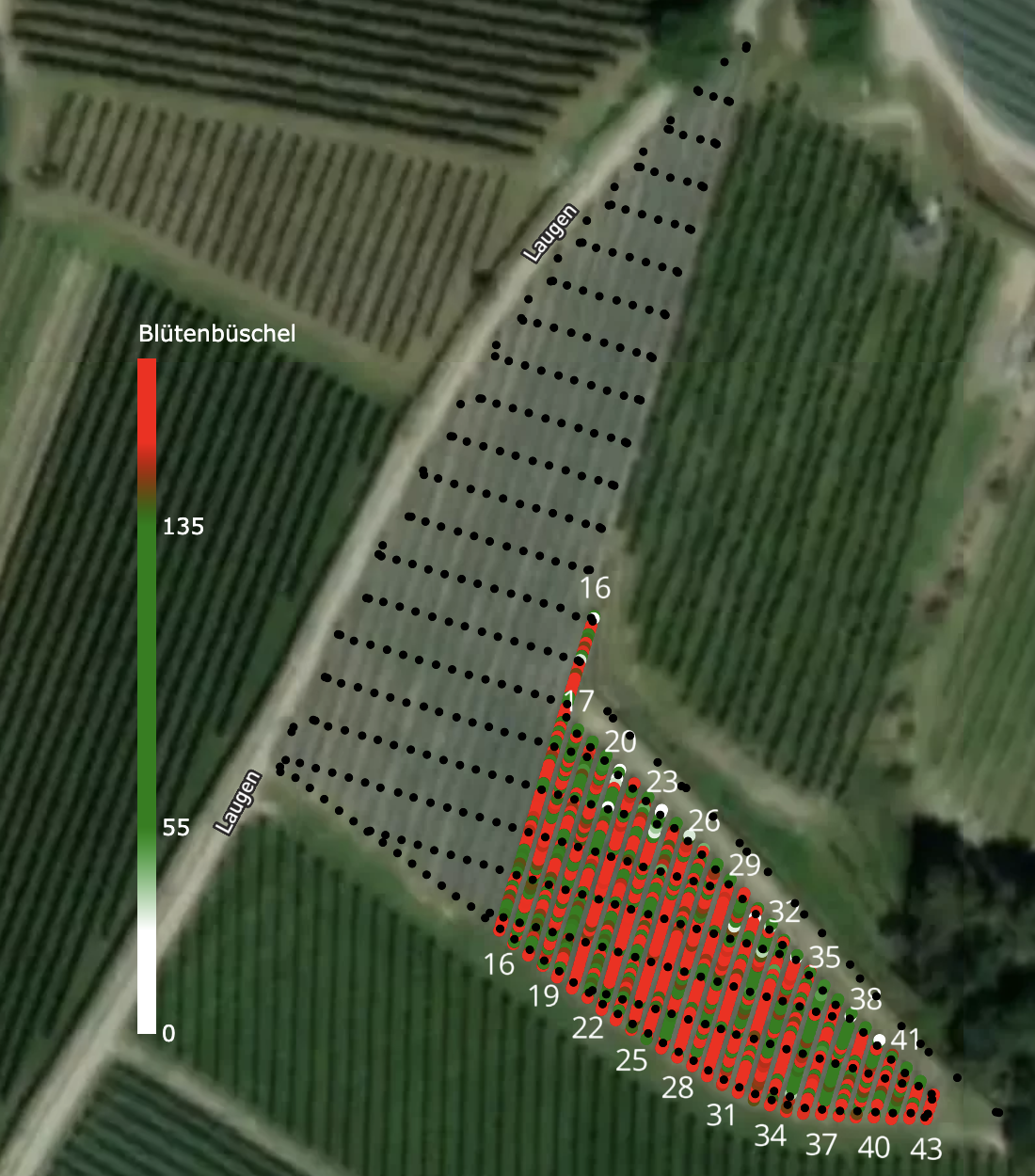 Fruchtkarte nach der Ausdünnung mit unterschiedlichen Behangniveaus in kurzen und langen Reihen